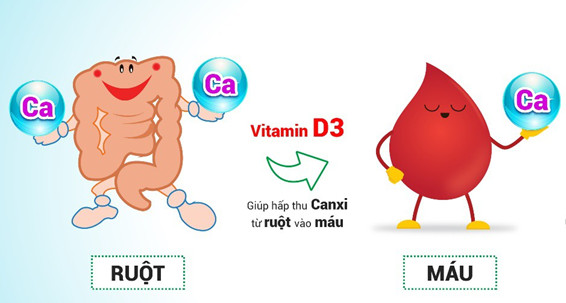 Vitamin D3 gắn vào niêm mạc ruột giúp hỗ trợ tăng hấp thu lượng Canxi qua thành ruột, dẫn Canxi tới các nơi cần gắn vào hệ xương